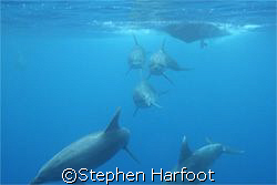This pod played with us for ages. What a way to finish a ... by Stephen Harfoot 
